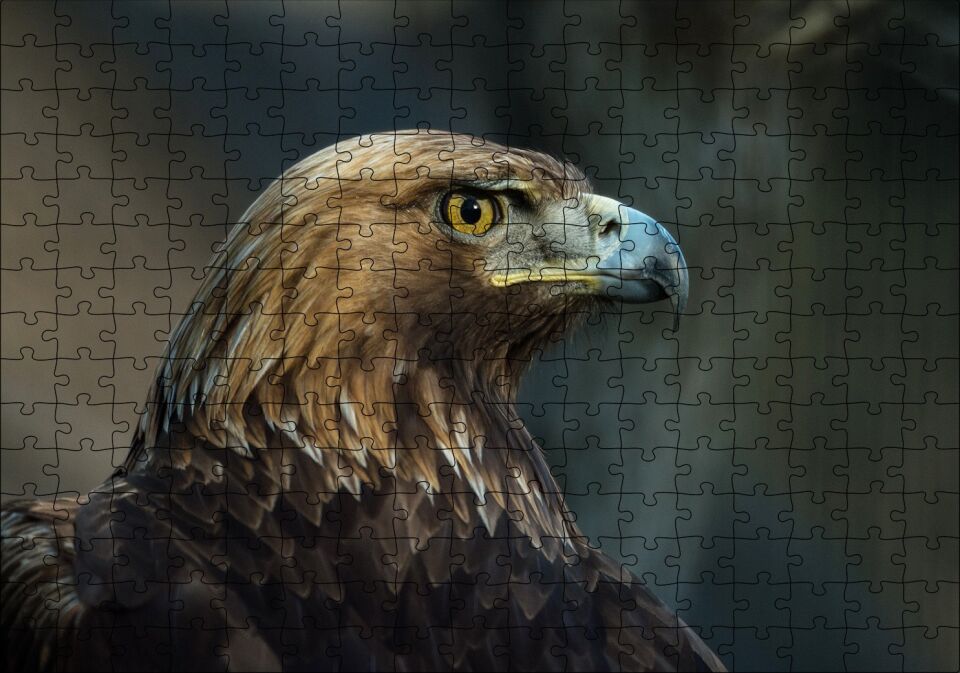 Kahverengi Kartal Mavi Gagalı Puzzle Yapboz MDF Ahşap 255 Parça 34 cm X 49 cm