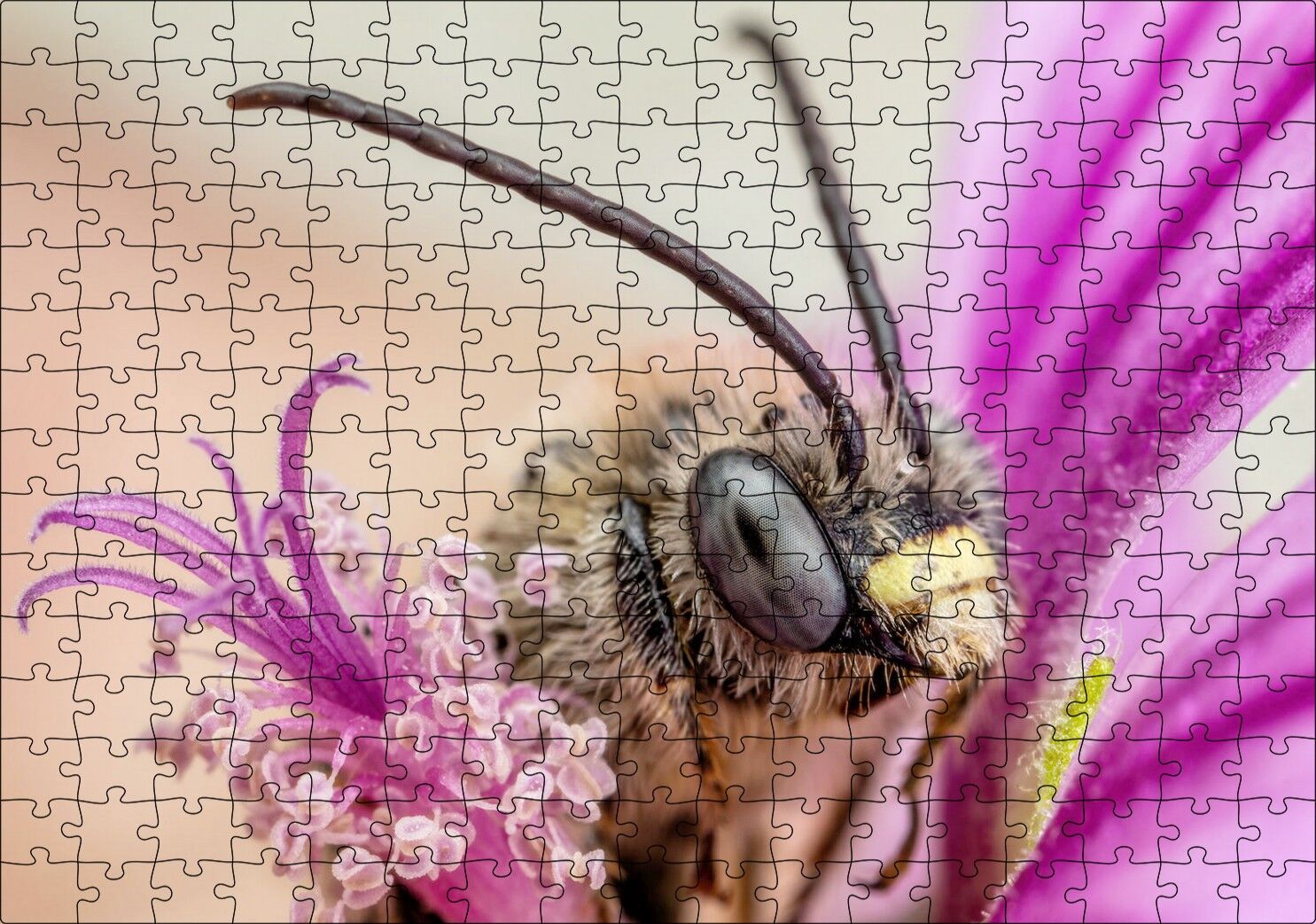 Eflatun Çiçeklerin Arasında Boynuzlu Arı Yakın Çekim Puzzle Yapboz MDF Ahşap 255 Parça 34 cm X 49 cm