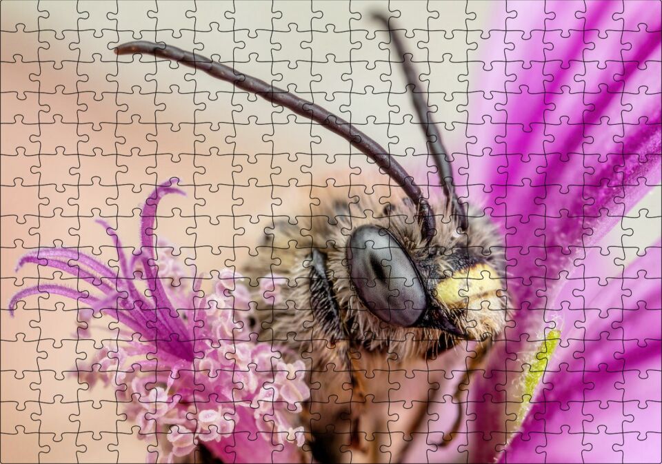 Eflatun Çiçeklerin Arasında Boynuzlu Arı Yakın Çekim Puzzle Yapboz MDF Ahşap 255 Parça 34 cm X 49 cm