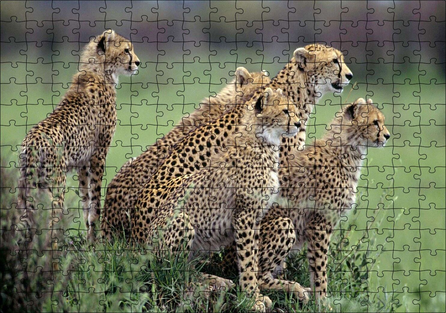 Yavrularına Eğitim Veren Anne Çita Puzzle Yapboz MDF Ahşap 255 Parça 34 cm X 49 cm