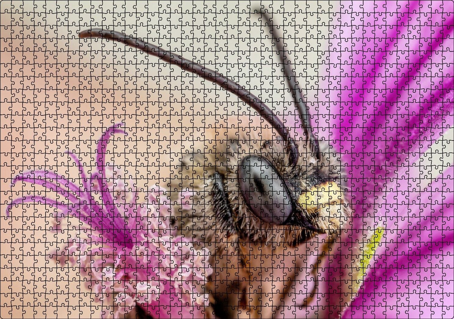 Eflatun Çiçeklerin Arasında Boynuzlu Arı Yakın Çekim Puzzle Yapboz MDF Ahşap 1000 Parça 49 cm X 68 cm