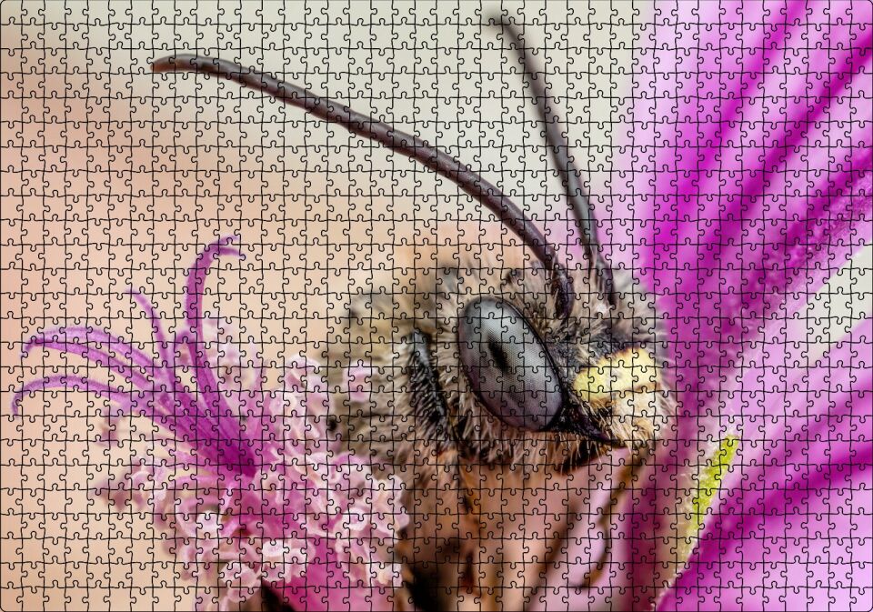 Eflatun Çiçeklerin Arasında Boynuzlu Arı Yakın Çekim Puzzle Yapboz MDF Ahşap 1000 Parça 49 cm X 68 cm