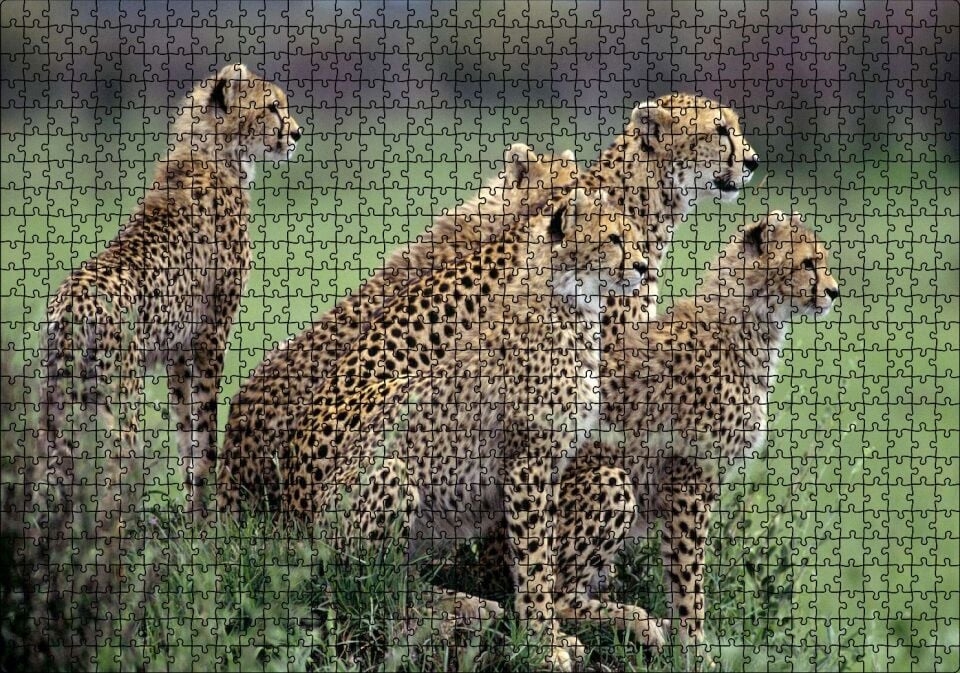 Yavrularına Eğitim Veren Anne Çita Puzzle Yapboz MDF Ahşap 1000 Parça 49 cm X 68 cm