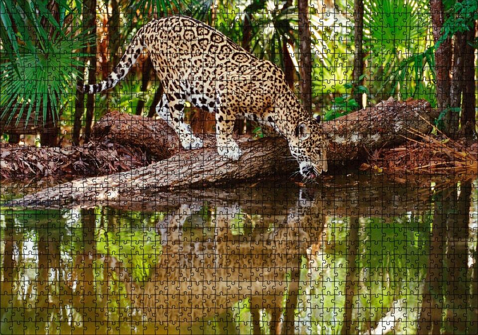 Ormanda Su İçen Leopar Görseli Puzzle Yapboz MDF Ahşap 1000 Parça 49 cm X 68 cm