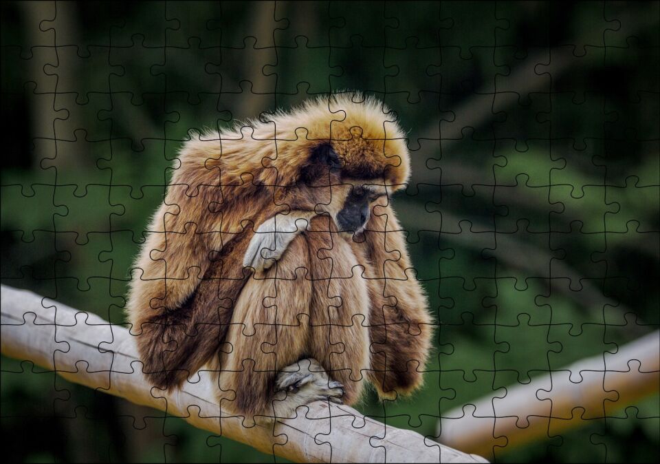 Bambu Üzerinde Dinlenen Gibbon Maymunu Puzzle Yapboz MDF Ahşap 120 Parça 24 cm X 34 cm