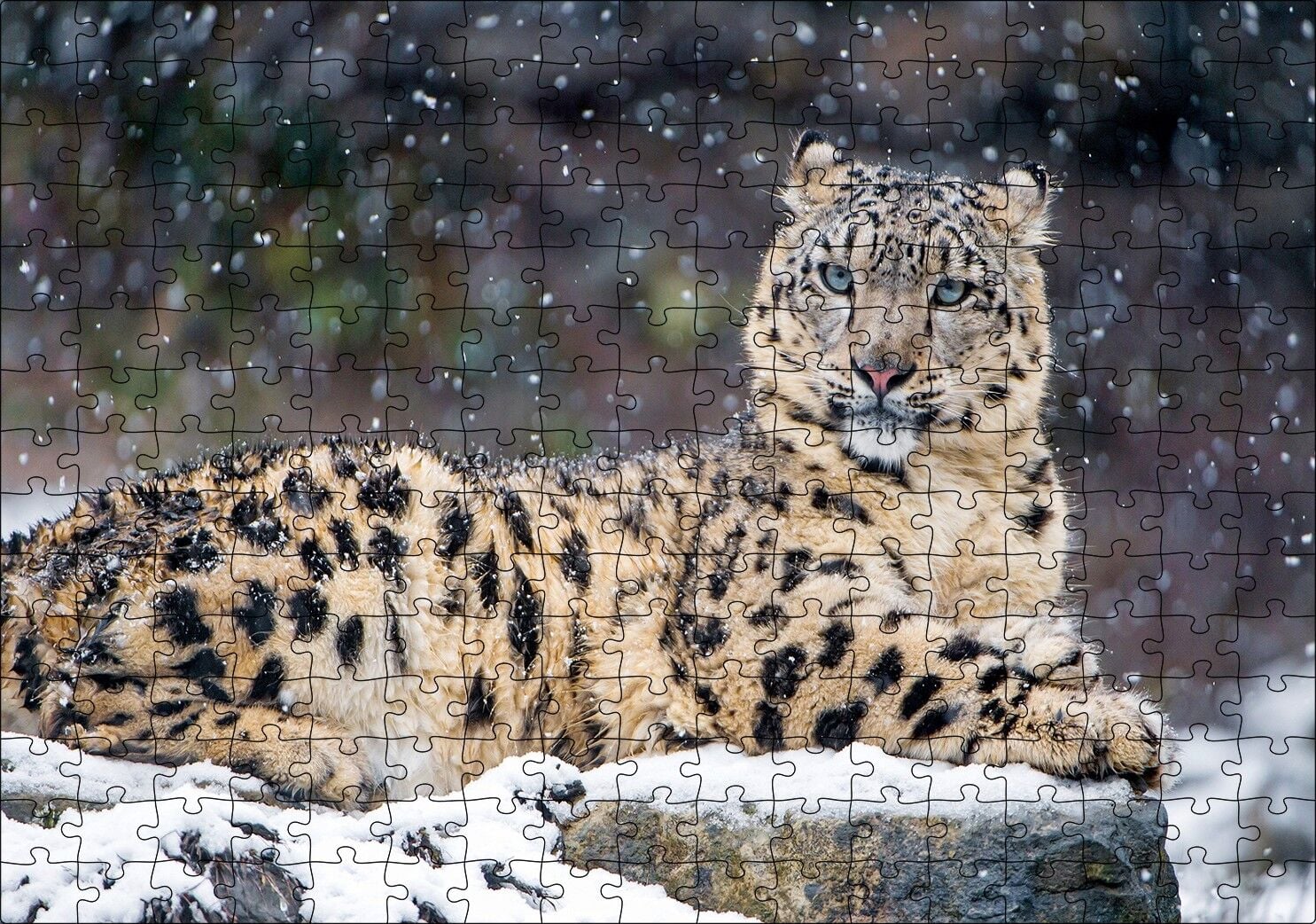 Kar Yağışı Ve Leopar Görseli Puzzle Yapboz MDF Ahşap 255 Parça 34 cm X 49 cm