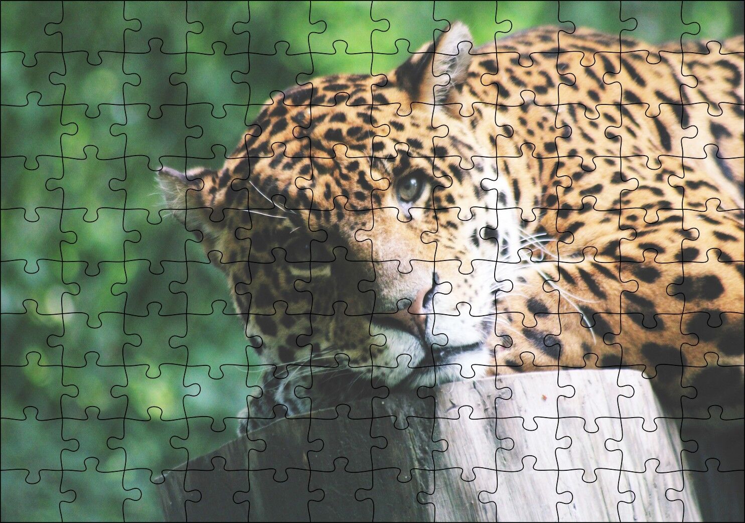 Kütüğün Üzerinde Dinlenen Leopar Yakın Çekim Puzzle Yapboz MDF Ahşap 120 Parça 24 cm X 34 cm