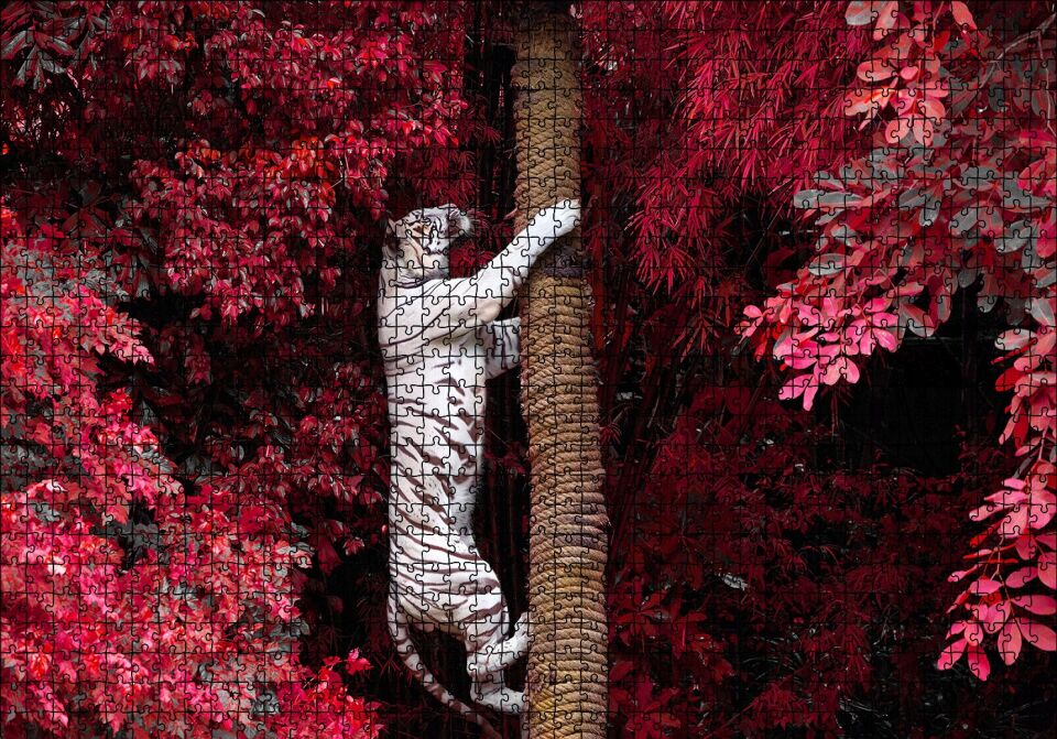 Kırmızı Yapraklar ve Ağaca Tırmanan Beyaz Kaplan Puzzle Yapboz MDF Ahşap 1000 Parça 49 cm X 68 cm