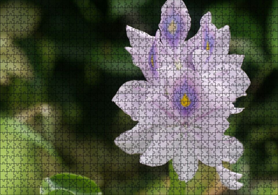 Sümbül Yakın Plan Puzzle Yapboz MDF Ahşap 1000 Parça 49 cm X 68 cm
