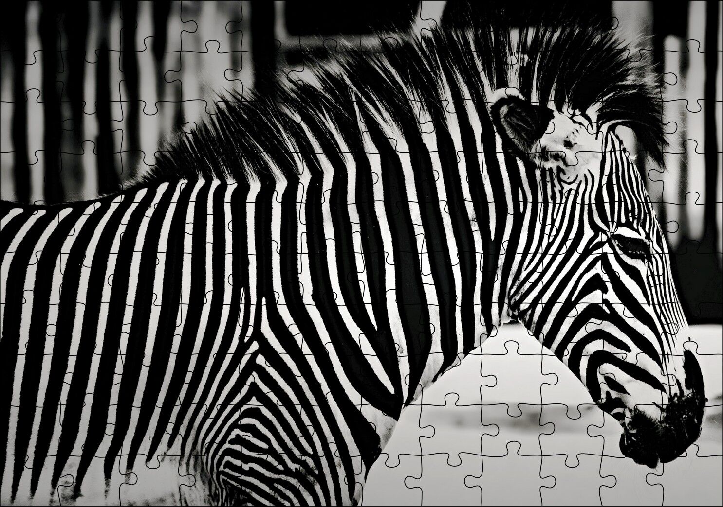 Benzersiz Deseniyle Zebra Yakın Çekim Puzzle Yapboz MDF Ahşap 120 Parça 24 cm X 34 cm