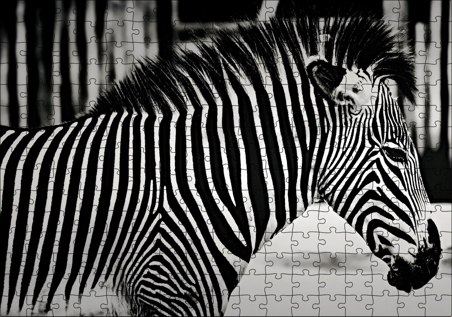 Benzersiz Deseniyle Zebra Yakın Çekim Puzzle Yapboz MDF Ahşap 255 Parça 34 cm X 49 cm