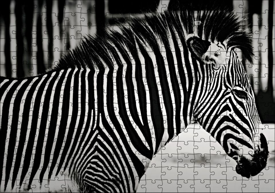 Benzersiz Deseniyle Zebra Yakın Çekim Puzzle Yapboz MDF Ahşap 255 Parça 34 cm X 49 cm