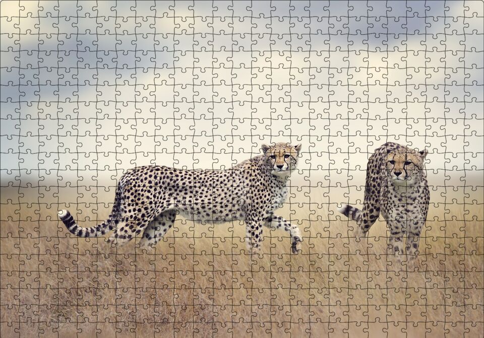 Savanada Av Hazırlığındaki Çitalar Puzzle Yapboz MDF Ahşap 500 Parça 49 cm X 68 cm