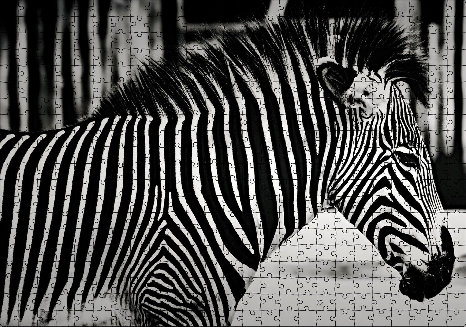 Benzersiz Deseniyle Zebra Yakın Çekim Puzzle Yapboz MDF Ahşap 500 Parça 49 cm X 68 cm