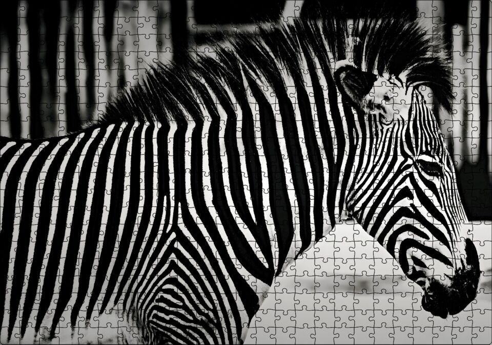 Benzersiz Deseniyle Zebra Yakın Çekim Puzzle Yapboz MDF Ahşap 500 Parça 49 cm X 68 cm