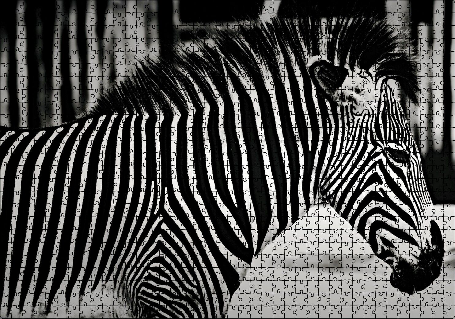 Benzersiz Deseniyle Zebra Yakın Çekim Puzzle Yapboz MDF Ahşap 1000 Parça 49 cm X 68 cm