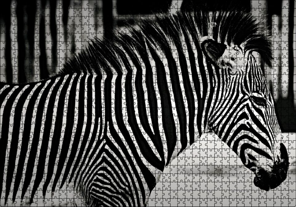 Benzersiz Deseniyle Zebra Yakın Çekim Puzzle Yapboz MDF Ahşap 1000 Parça 49 cm X 68 cm