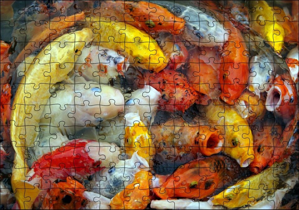 Beslenmek İçin Bekleyen Koi Balıkları Puzzle Yapboz MDF Ahşap 120 Parça 24 cm X 34 cm