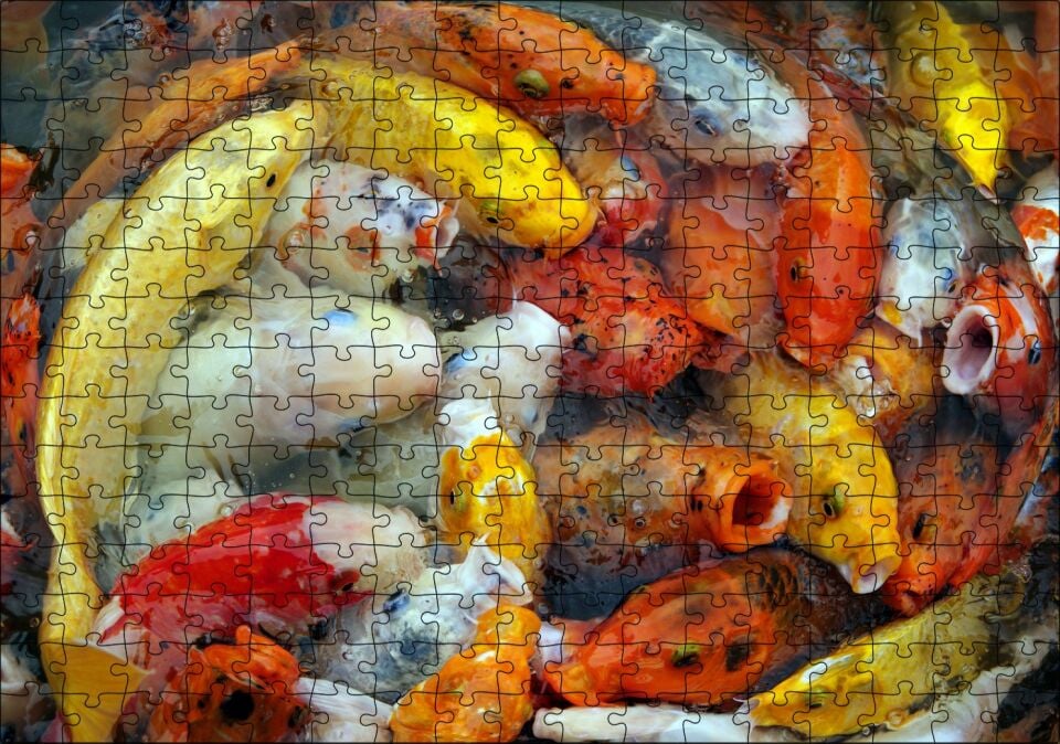 Beslenmek İçin Bekleyen Koi Balıkları Puzzle Yapboz MDF Ahşap 255 Parça 34 cm X 49 cm