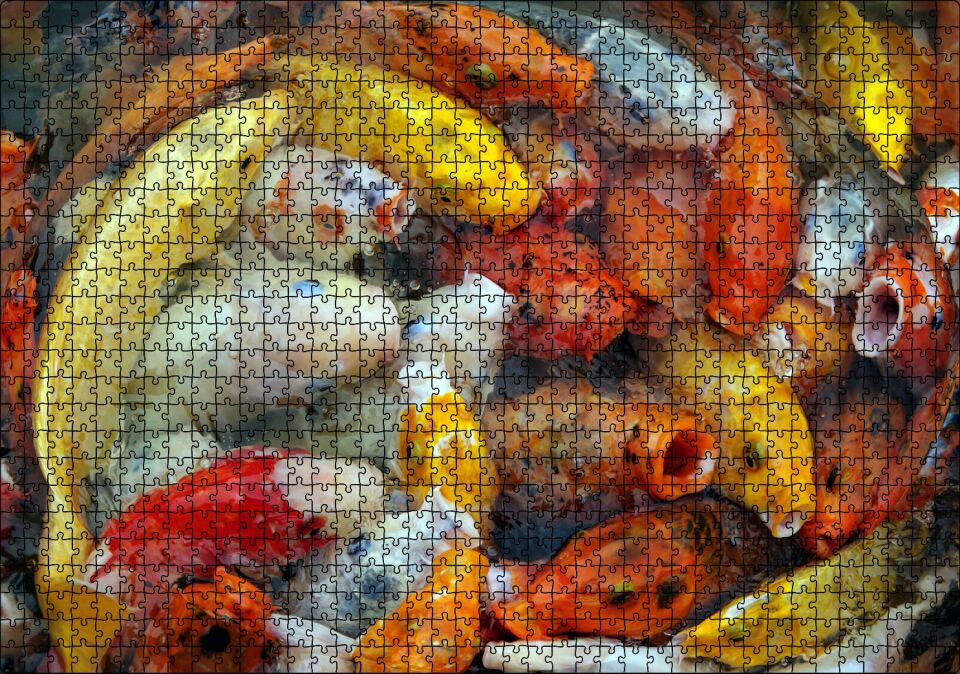 Beslenmek İçin Bekleyen Koi Balıkları Puzzle Yapboz MDF Ahşap 1000 Parça 49 cm X 68 cm