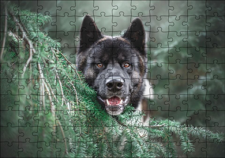 Akita Kahverengi Siyah Köpek ve Çam Yaprakları Puzzle Yapboz MDF Ahşap