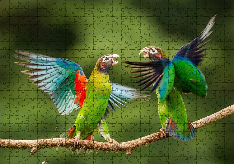 Sevda Papağanları Puzzle Yapboz MDF Ahşap 500 Parça 49 cm X 68 cm
