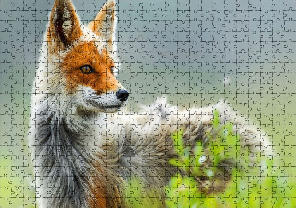 Kızıl Tilki Görseli Puzzle Yapboz MDF Ahşap 500 Parça 49 cm X 68 cm