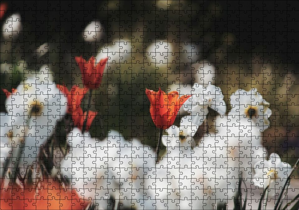 Beyaz ve Kırmızı Gelincikler Flu Arka Plan Puzzle Yapboz MDF Ahşap 500 Parça 49 cm X 68 cm