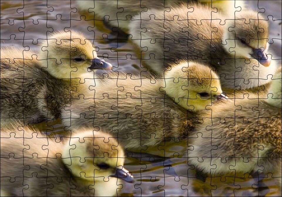 Gölde Yüzen Sarı Ördek Yavruları Puzzle Yapboz MDF Ahşap