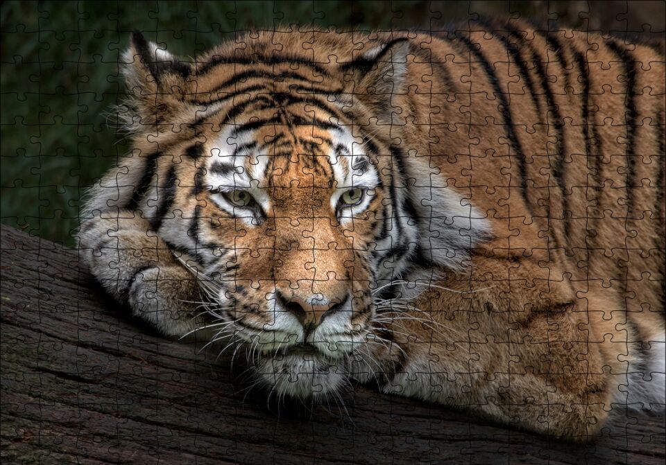 Sibirya Kaplanı Dalda Dinleniyor Puzzle Yapboz MDF Ahşap 255 Parça 34 cm X 49 cm