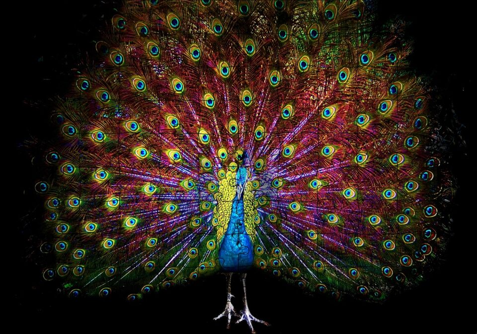 Görkemli Kuyruğuyla Tavus Kuşu Karanlık Arka Plan Puzzle Yapboz MDF Ahşap