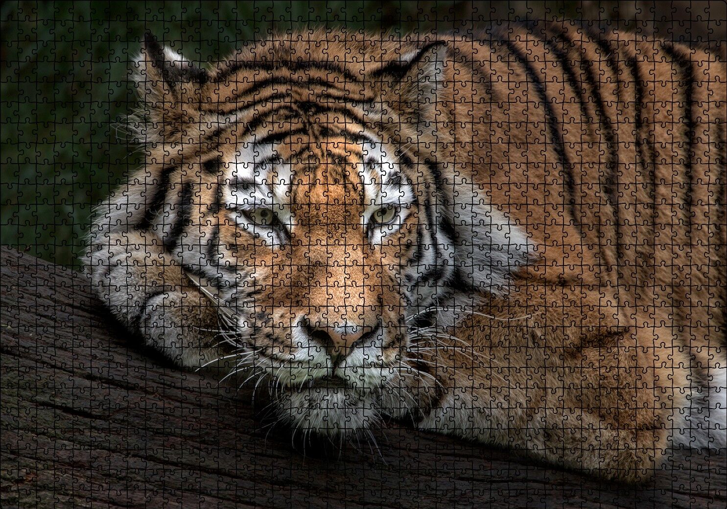 Sibirya Kaplanı Dalda Dinleniyor Puzzle Yapboz MDF Ahşap 1000 Parça 49 cm X 68 cm