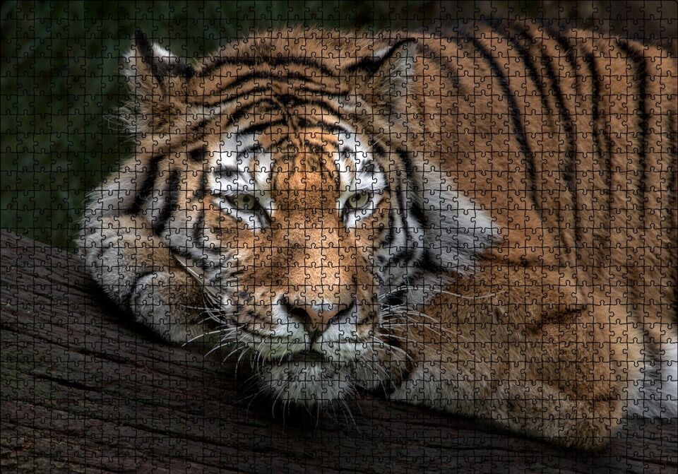 Sibirya Kaplanı Dalda Dinleniyor Puzzle Yapboz MDF Ahşap 1000 Parça 49 cm X 68 cm