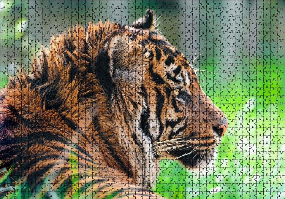 Sumatra Kaplanı Yakın Plan Puzzle Yapboz MDF Ahşap 1000 Parça 49 cm X 68 cm