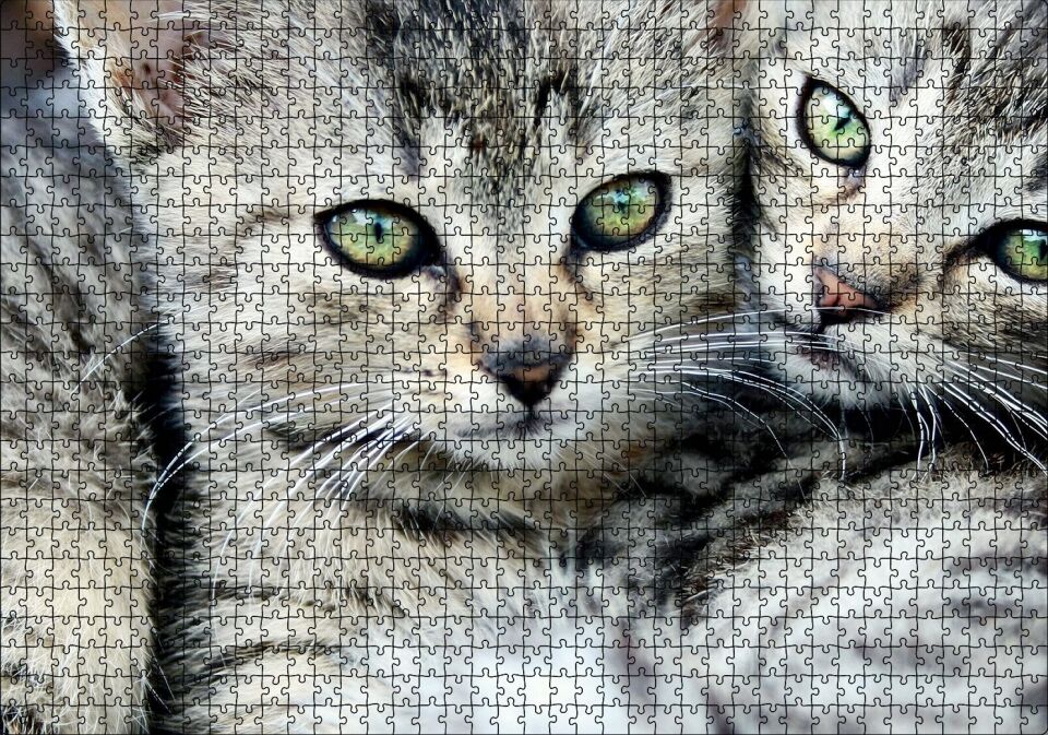 Tekir Yavru Kediler Puzzle Yapboz MDF Ahşap 1000 Parça 49 cm X 68 cm