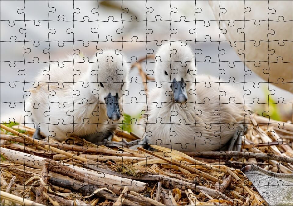 Anne Altında İki Sevimli Kuğu Yavrusu Puzzle Yapboz MDF Ahşap