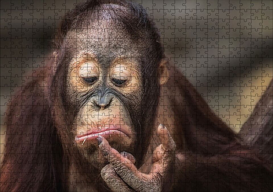 Burnuna Bakan Sevimli Şempanze Puzzle Yapboz MDF Ahşap 500 Parça 49 cm X 68 cm