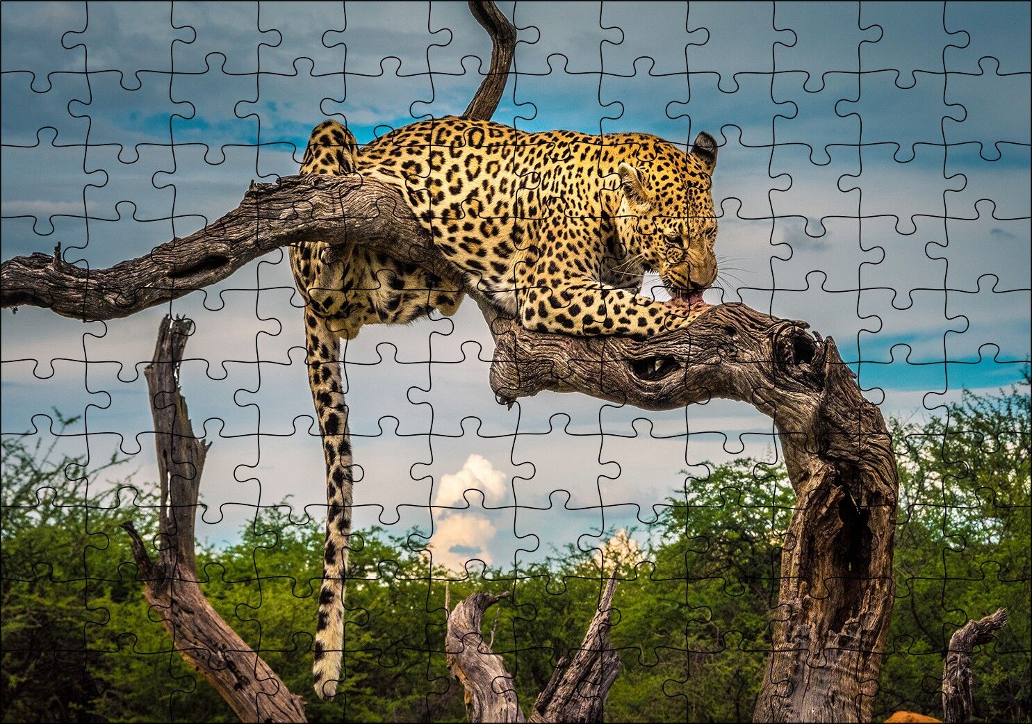Kuru Dal Üzerinde Yalanan Leopar Görseli Puzzle Yapboz MDF Ahşap 120 Parça 24 cm X 34 cm