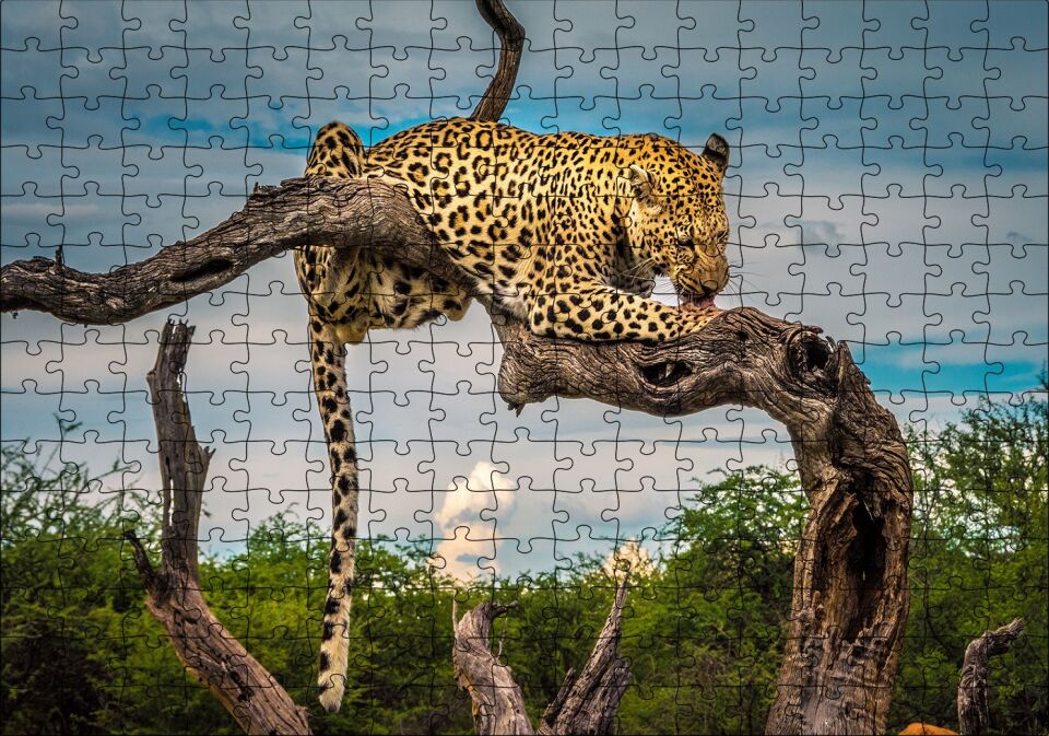 Kuru Dal Üzerinde Yalanan Leopar Görseli Puzzle Yapboz MDF Ahşap 255 Parça 34 cm X 49 cm