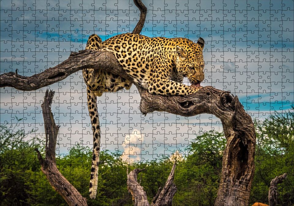 Kuru Dal Üzerinde Yalanan Leopar Görseli Puzzle Yapboz MDF Ahşap 500 Parça 49 cm X 68 cm