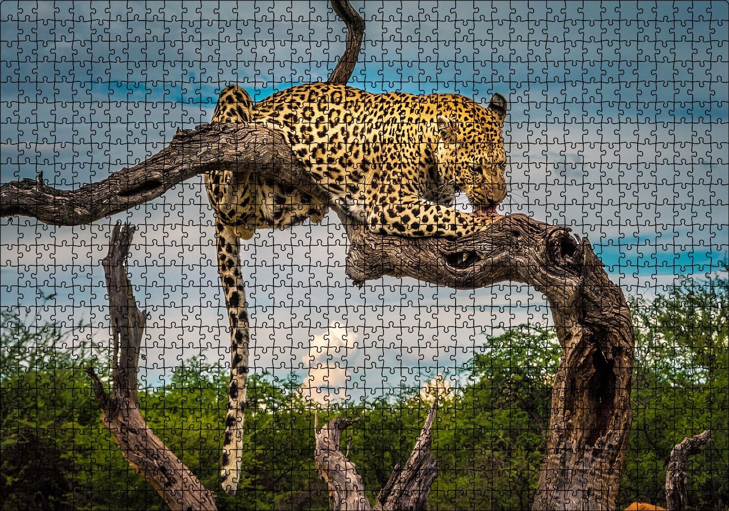 Kuru Dal Üzerinde Yalanan Leopar Görseli Puzzle Yapboz MDF Ahşap 1000 Parça 49 cm X 68 cm