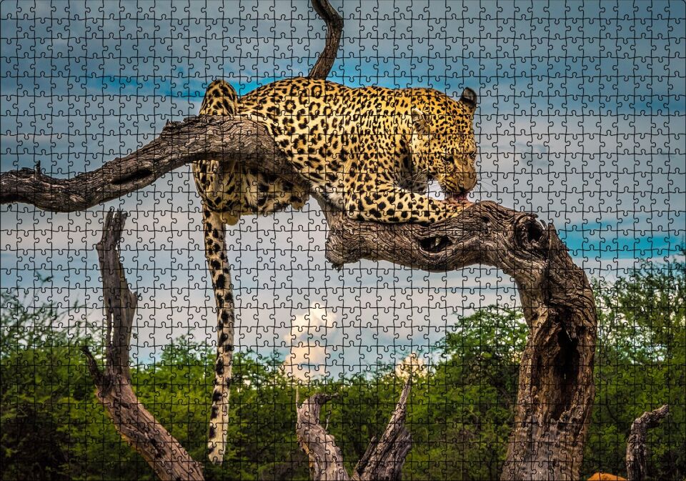 Kuru Dal Üzerinde Yalanan Leopar Görseli Puzzle Yapboz MDF Ahşap 1000 Parça 49 cm X 68 cm