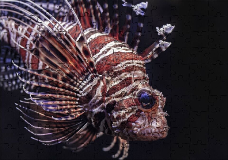 Aslan Balığı Yakın Çekim Karanlık Arka Plan Puzzle Yapboz MDF Ahşap