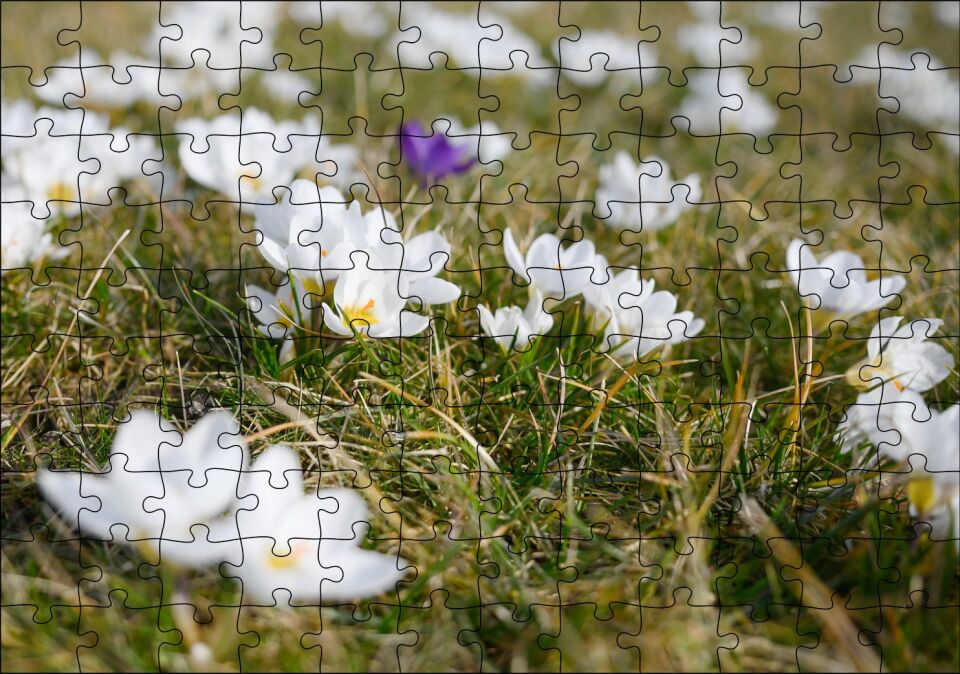 Çayırda Beyaz Çiğdem Çiçekleri Puzzle Yapboz MDF Ahşap 120 Parça 24 cm X 34 cm