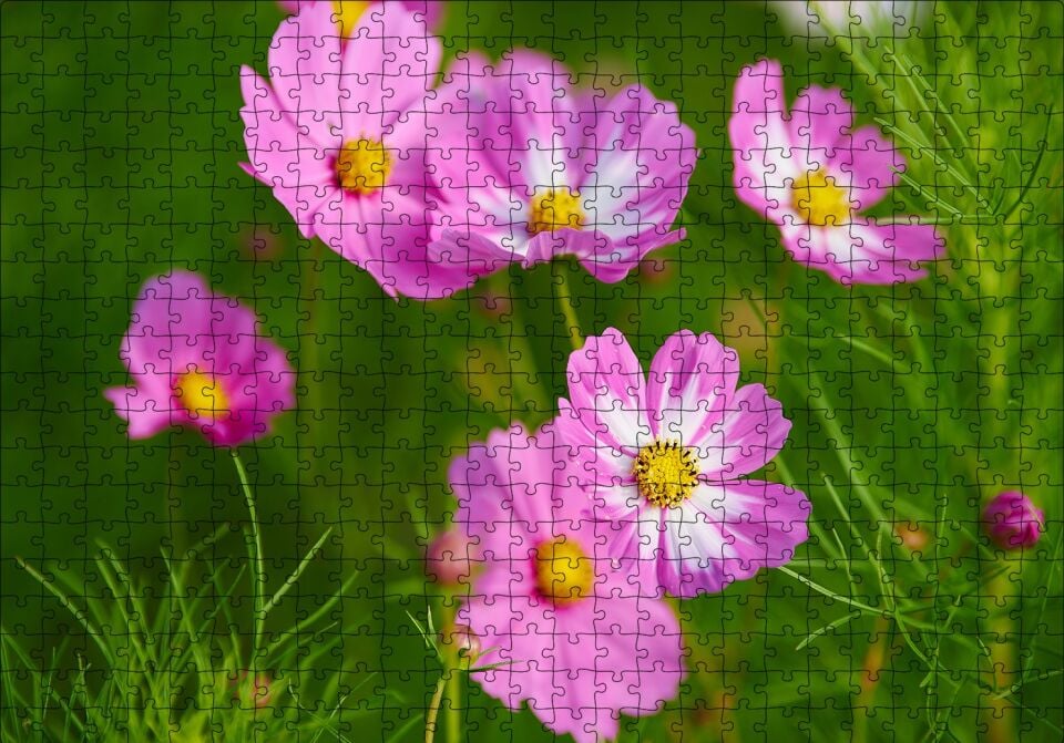 Pembe Beyaz Çiçekler Puzzle Yapboz MDF Ahşap 500 Parça 49 cm X 68 cm