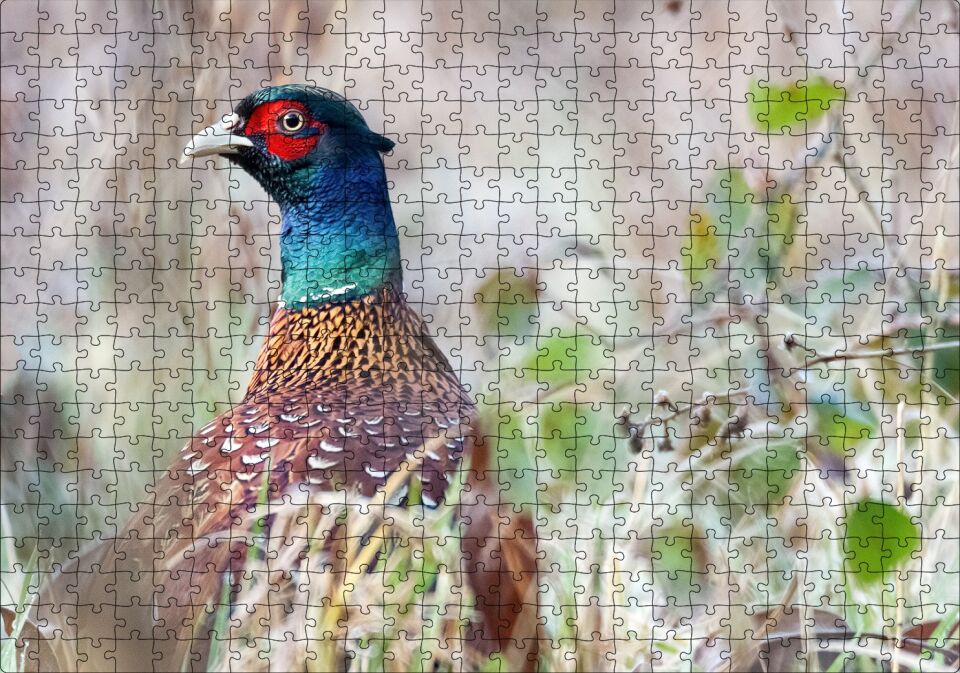 Çalılıklar Arasındaki Sülün Puzzle Yapboz MDF Ahşap 500 Parça 49 cm X 68 cm