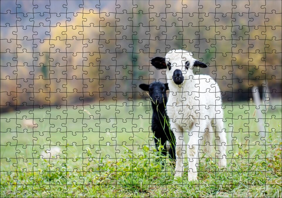 Çayırda Beyaz ve Siyah Kuzular Flu Arka Plan Puzzle Yapboz MDF Ahşap 255 Parça 34 cm X 49 cm