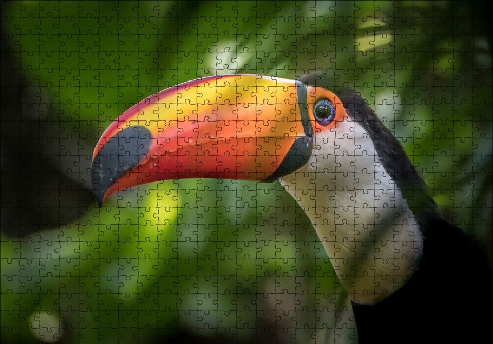 Tropikal Kuş Tucan Yakın Plan Puzzle Yapboz MDF Ahşap 500 Parça 49 cm X 68 cm