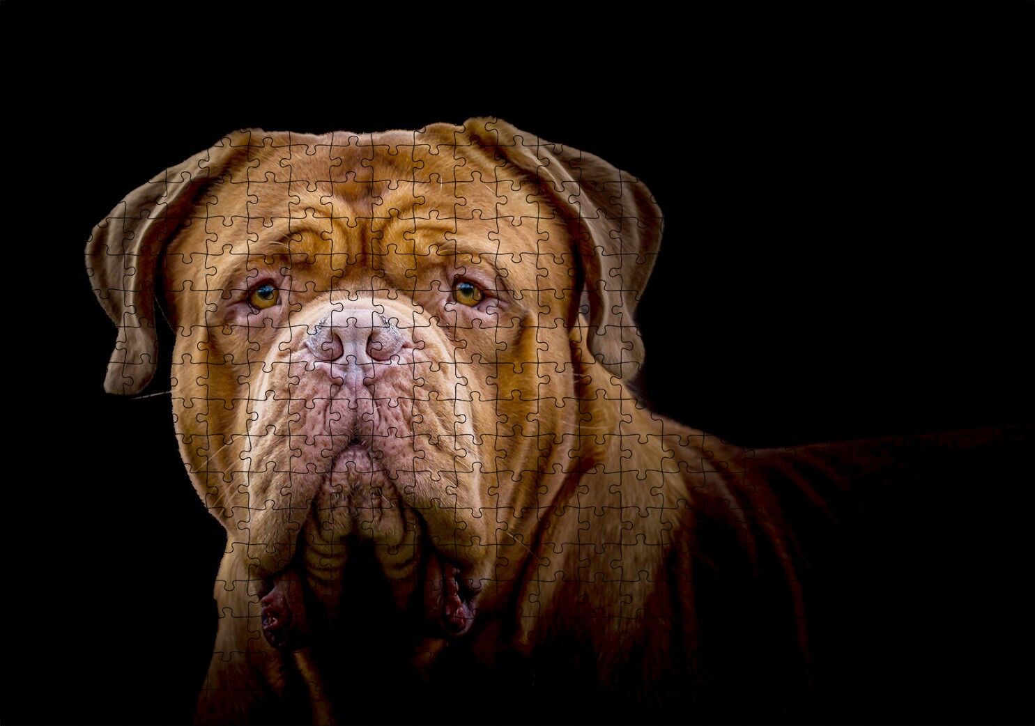 Bulldog Yakın Çekim Karanlık Arka Plan Puzzle Yapboz MDF Ahşap 500 Parça 49 cm X 68 cm