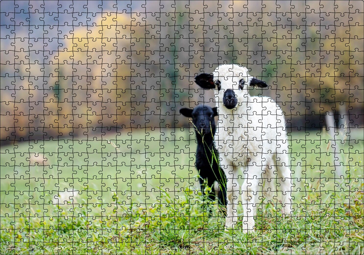 Çayırda Beyaz ve Siyah Kuzular Flu Arka Plan Puzzle Yapboz MDF Ahşap 500 Parça 49 cm X 68 cm